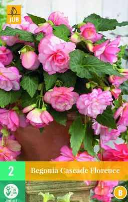 Begonia cascade florence 2st - afbeelding 1