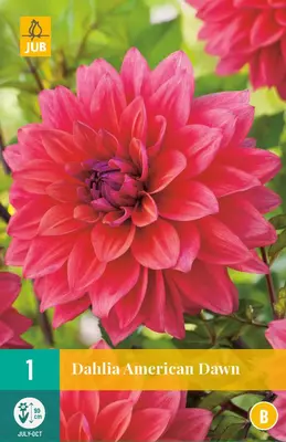 Dahlia american dawn 1st - afbeelding 1