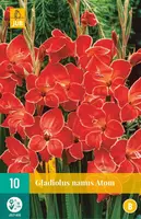 Gladiolus atom 10st - afbeelding 1