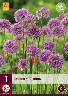 Allium millenium 1st - afbeelding 1