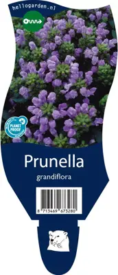 Prunella grandiflora (Grote Brunel) - afbeelding 1