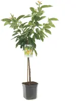 Prunus avium 'Donissens Gold' (Kers) fruitplant 160cm kopen?