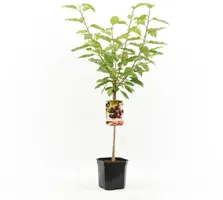 Prunus avium 'Lapins' (Kers) fruitplant 160cm kopen?