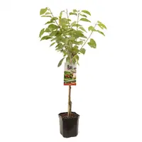 Prunus avium 'Regina' (Kers) fruitplant 160cm kopen?