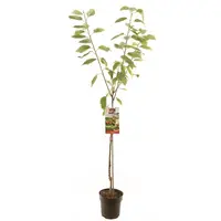 Prunus avium 'Regina' (Kers) fruitplant 230cm kopen?
