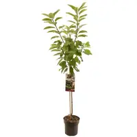 Prunus avium 'Sunburst' (Kers) fruitplant 230cm kopen?