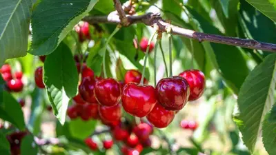 Prunus avium 'Sylvia' (Kers) fruitplant 110cm - afbeelding 4