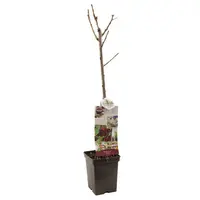 Prunus avium 'Sylvia' (Kers) fruitplant 110cm - afbeelding 2