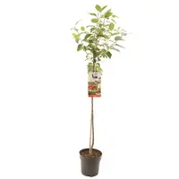 Prunus cerasus 'Morel' (Kers) fruitplant 230cm kopen?