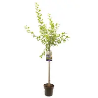 Prunus domestica 'Hauszwetsche' (Pruim) fruitplant 230cm kopen?
