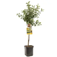 Prunus domestica 'Mirabelle de Nancy' (Pruim) fruitplant 160cm kopen?