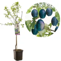 Prunus domestica 'Stanley' (Pruim) fruitplant 160cm kopen?