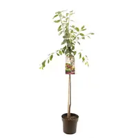 Prunus domestica 'Victoria' (Pruim) fruitplant 230cm kopen?