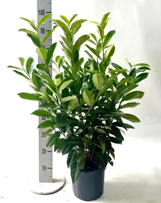 Prunus laurocerasus 'Genolia' 100cm - afbeelding 2