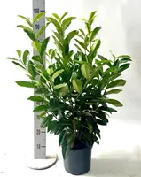 Prunus laurocerasus 'Genolia' (Laurierkers) 100cm - afbeelding 2