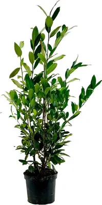 Prunus laurocerasus 'Herbergii' (Laurier) 100cm - afbeelding 1