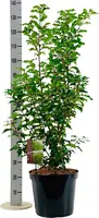 Prunus lusitanica 'Brunelia' (Portugese laurier) 175cm - afbeelding 1