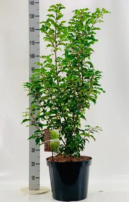 Prunus lusitanica 'Brunelia' (Portugese laurier) 175cm - afbeelding 2