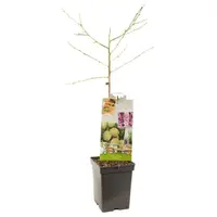 Prunus persica 'Ice Peach' (Perzik) fruitplant 90cm - afbeelding 2