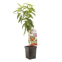 Prunus persica var. nucipersica 'Dwergnectarine Dwarf' (Nectarine) fruitplant 90cm kopen?