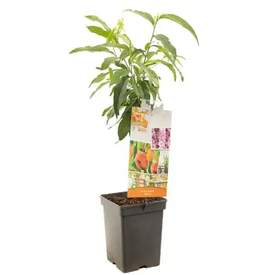 Prunus persica 'Yellow Peach' (Perzik) fruitplant 90cm - afbeelding 1