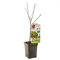 Pyrus communis 'Beurré Hardy' (Peer) fruitplant 90cm - afbeelding 2