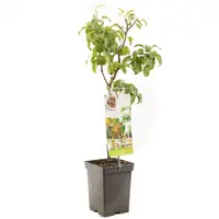 Pyrus communis 'Beurré Hardy' (Peer) fruitplant 90cm kopen?