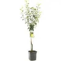 Pyrus communis 'Clapp’s Favourite' (Peer) fruitplant 160cm kopen?