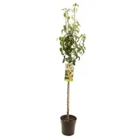 Pyrus communis 'Conference' (Peer) fruitplant 230cm kopen?