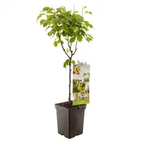 Pyrus communis 'Conference' (Peer) fruitplant 90cm - afbeelding 1