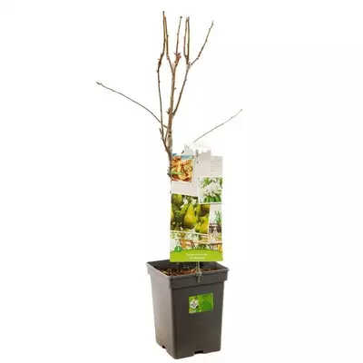 Pyrus communis 'Conference' (Peer) fruitplant 90cm - afbeelding 2