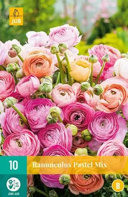 Ranunculus pastel mix 10 stuks - afbeelding 2