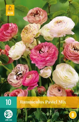 Ranunculus pastel mix 10 stuks - afbeelding 1