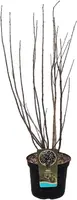 Ribes nigrum 'Titania' (Zwarte bes) 60cm - afbeelding 2