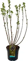 Ribes nigrum 'Titania' (Zwarte bes) 60cm - afbeelding 1