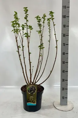 Ribes nigrum 'Titania' (Zwarte bes) 60cm - afbeelding 3
