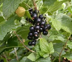 Ribes nigrum 'Titania' (Zwarte bes) 60cm - afbeelding 4