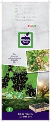 Ribes nigrum 'Titania' (Zwarte bes) fruitplant 60cm - afbeelding 3