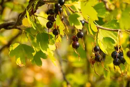 Ribes nigrum 'Titania' (Zwarte bes) fruitplant 60cm - afbeelding 4