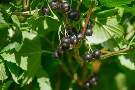 Ribes nigrum 'Titania' (Zwarte bes) fruitplant 60cm - afbeelding 5