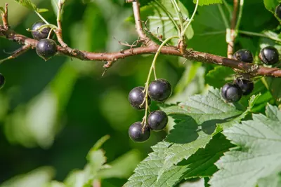 Ribes nigrum 'Titania' (Zwarte bes) fruitplant 60cm - afbeelding 6