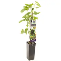 Ribes nigrum 'Titania' (Zwarte bes) fruitplant 60cm - afbeelding 1