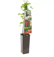 Ribes rubrum 'Rovada' (Rode Aalbes) fruitplant 60cm - afbeelding 2