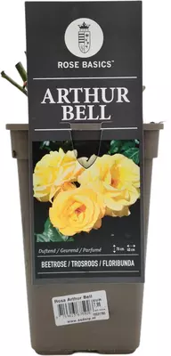 Rosa 'Arthur Bell' 35cm - afbeelding 1