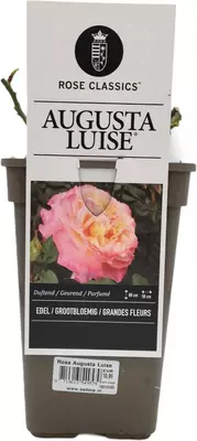 Rosa 'Augusta Luise' 35cm - afbeelding 1