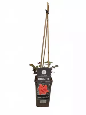 Rosa Bionda (Klimroos) 75cm - afbeelding 3