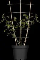 Rosa 'New Dawn' (Roos 'New Dawn') klimplant kopen?