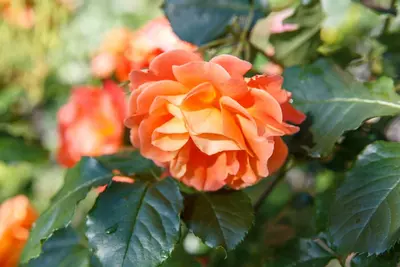 Rosa 'Orange Climber' (Klimroos) klimplant 75cm - afbeelding 2