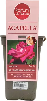 Rosa PDN Acapella 20cm - afbeelding 3