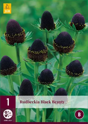 Rudbeckia black beauty 1 stuks - afbeelding 1